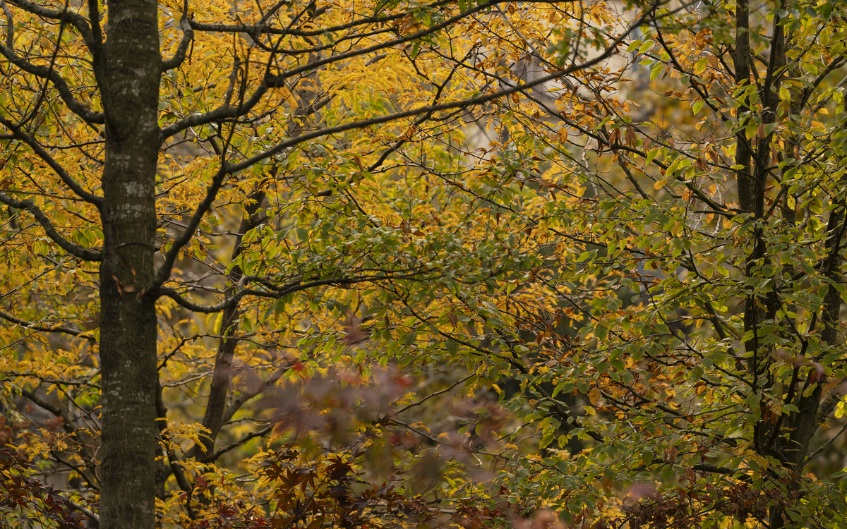 Les idées reçues autour des arbres Maison Paris Nature  Paris