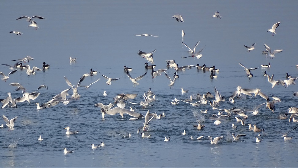 Les oiseaux du littoral et du marais