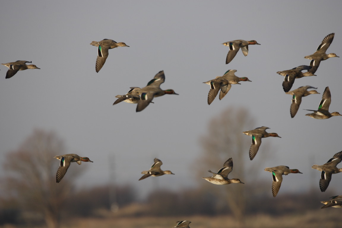 Les oiseaux du marais