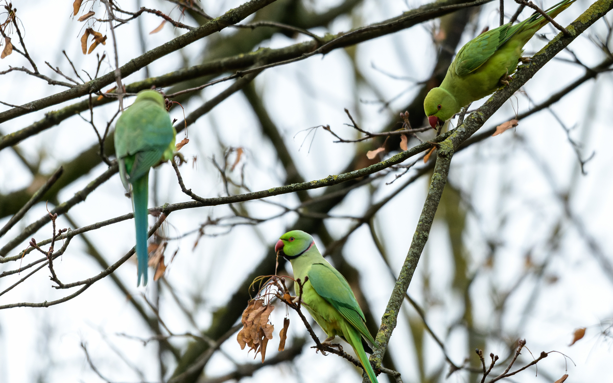 Les perruches à collier Maison Paris Nature Paris