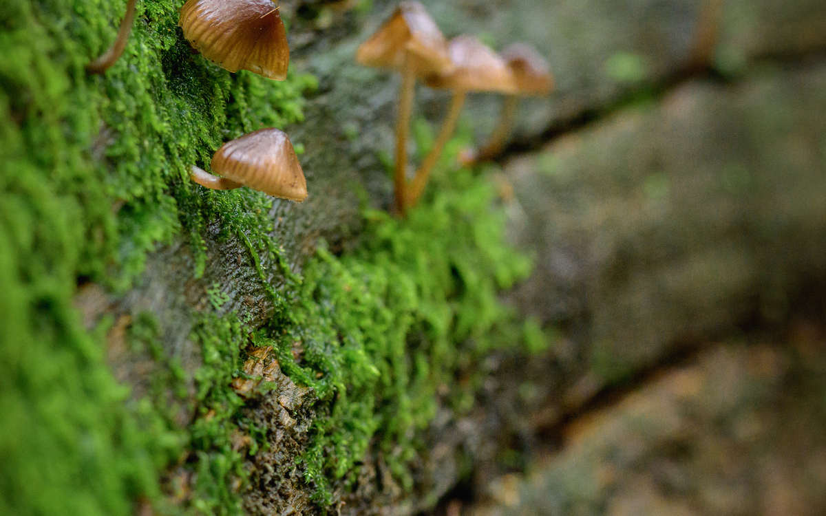 Marché de la champignonnière du souterrain du Parc Floral Parc Floral de Paris accès Château Paris
