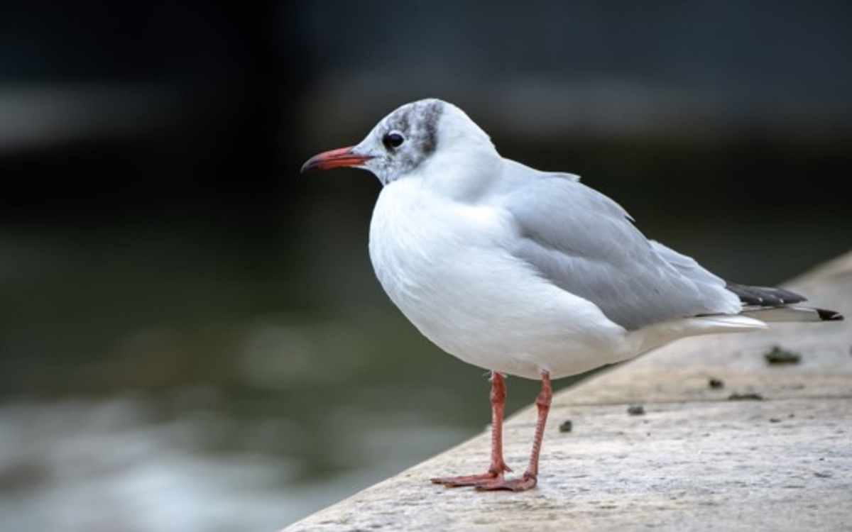 N'en perdez pas une Mouette ! Maison Paris Nature  Paris