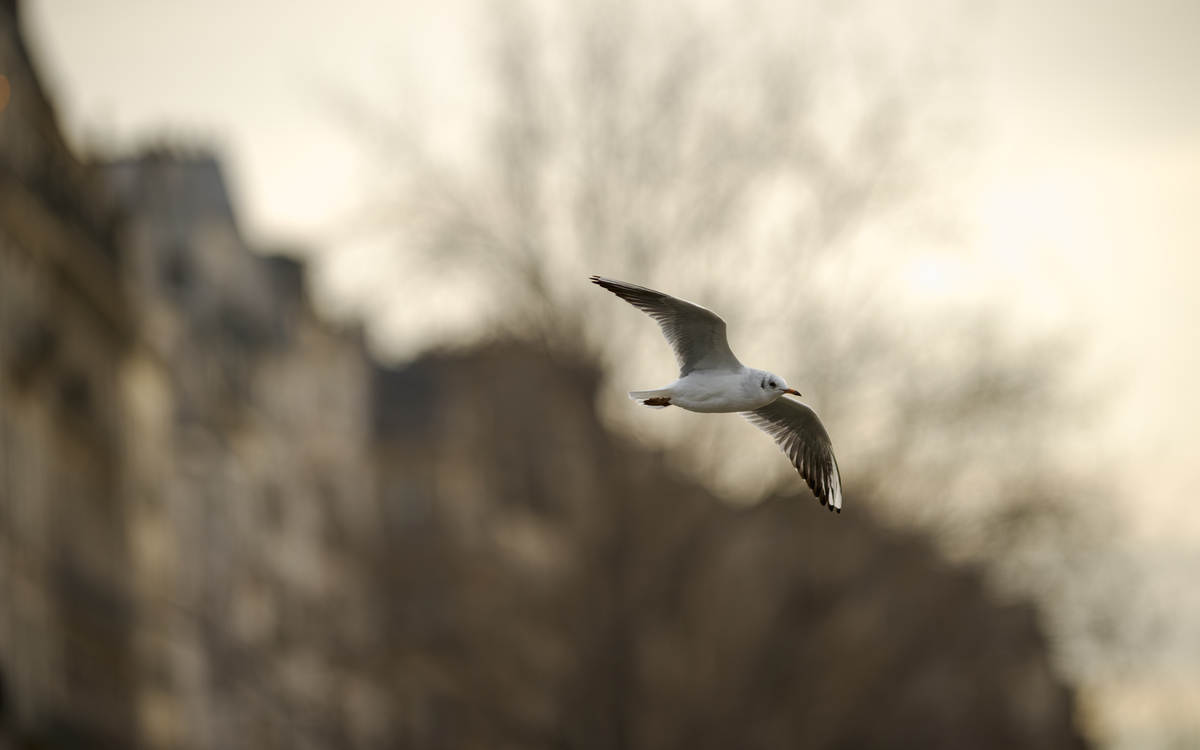 N'en perdez pas une Mouette ! Maison Paris Nature Paris