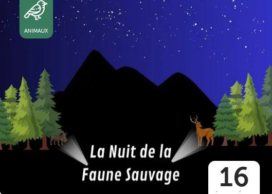 Observation de la faune sauvage la nuit