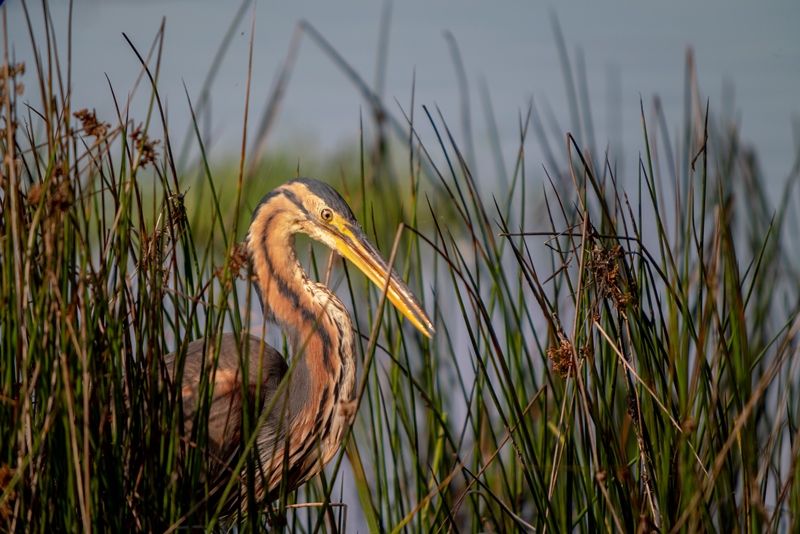Observation des oiseaux d'eau à Foucault