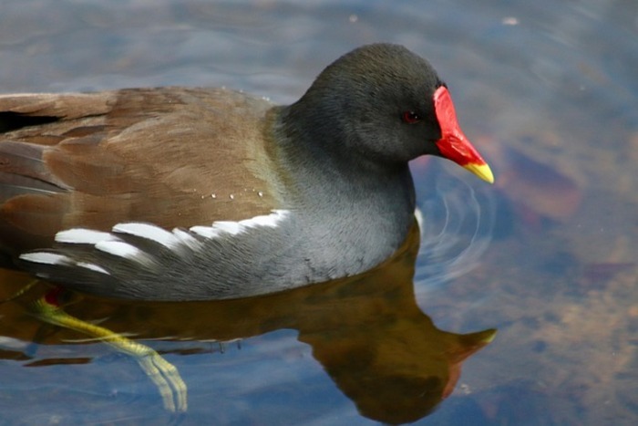 Observation d'oiseaux au bord de l'Erdre