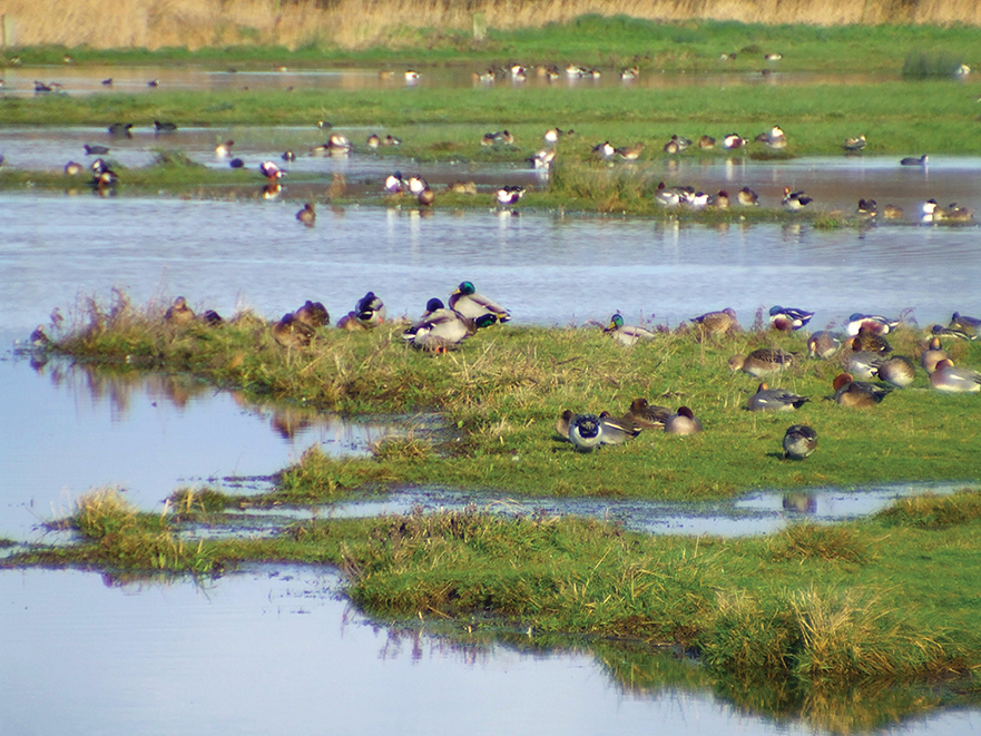Oiseaux hivernants de la Réserve de Beauguillot