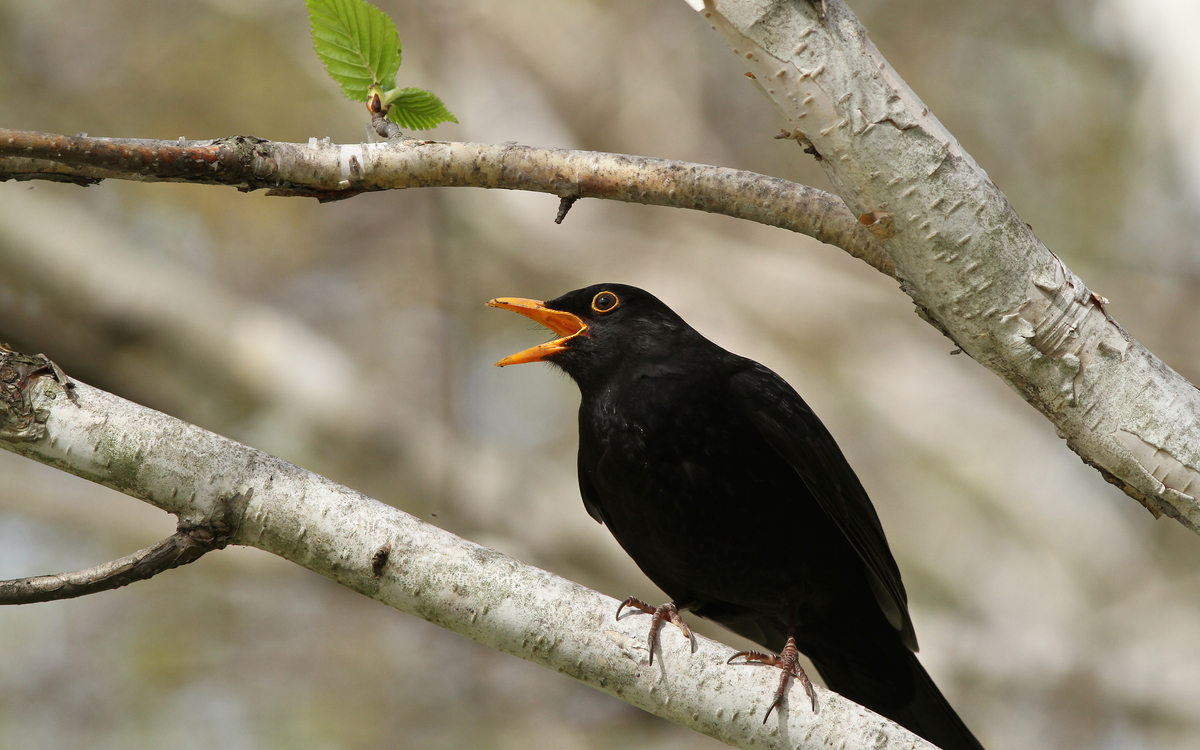 On révise les chants des oiseaux en visio ! Maison Paris Nature Paris
