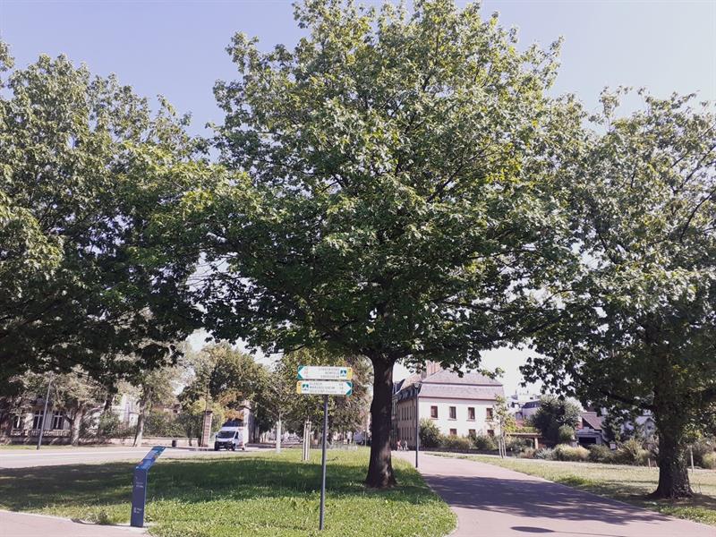 Parcours de l'Arbre Sélestat Grand Est