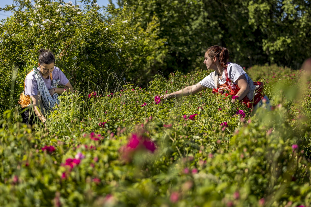 Participez à une journée au milieu des roses Formation 1 jour Les Héraults Sepmes 2026-05-20 Participez à une journée au milieu des roses Formation 1 jour