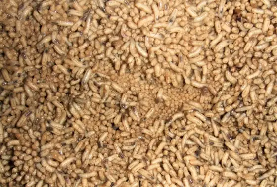 petit peuple cadavres