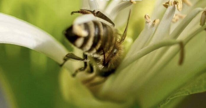 fete jardin pommorio