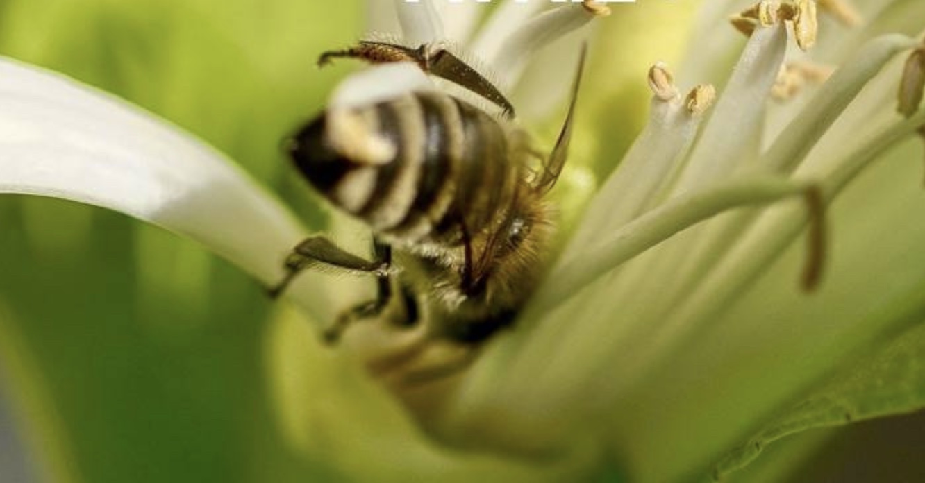 fete jardin pommorio