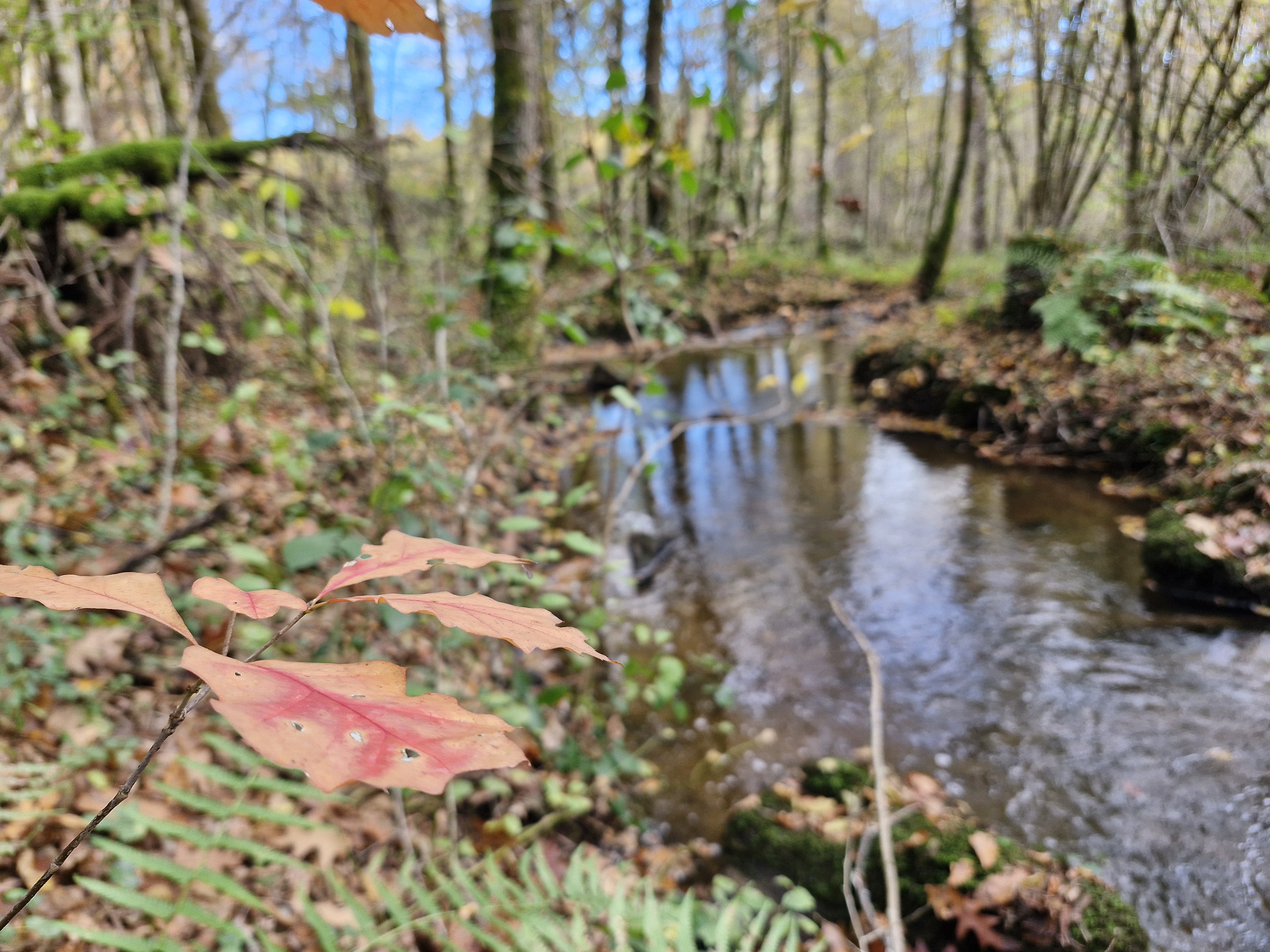 Pont des Farges et de Chanterane Troche Nouvelle-Aquitaine