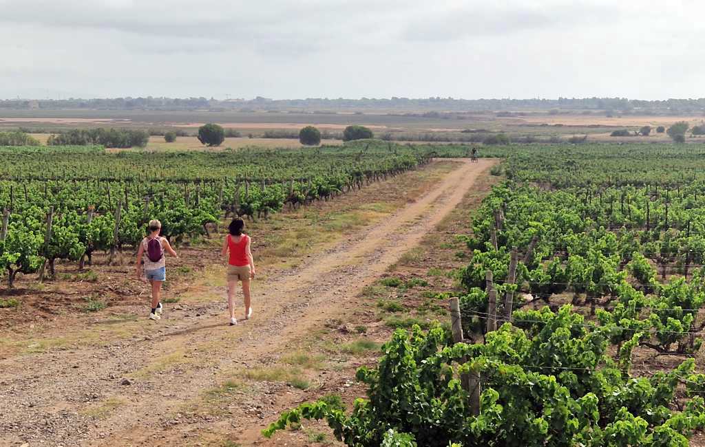 RANDONNEE LE DOMAINE DE MARAVAL Agde Occitanie