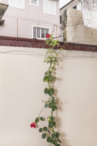 Ricardo Tokugawa Utaki_1 Ricardo Tokugawa Utaki