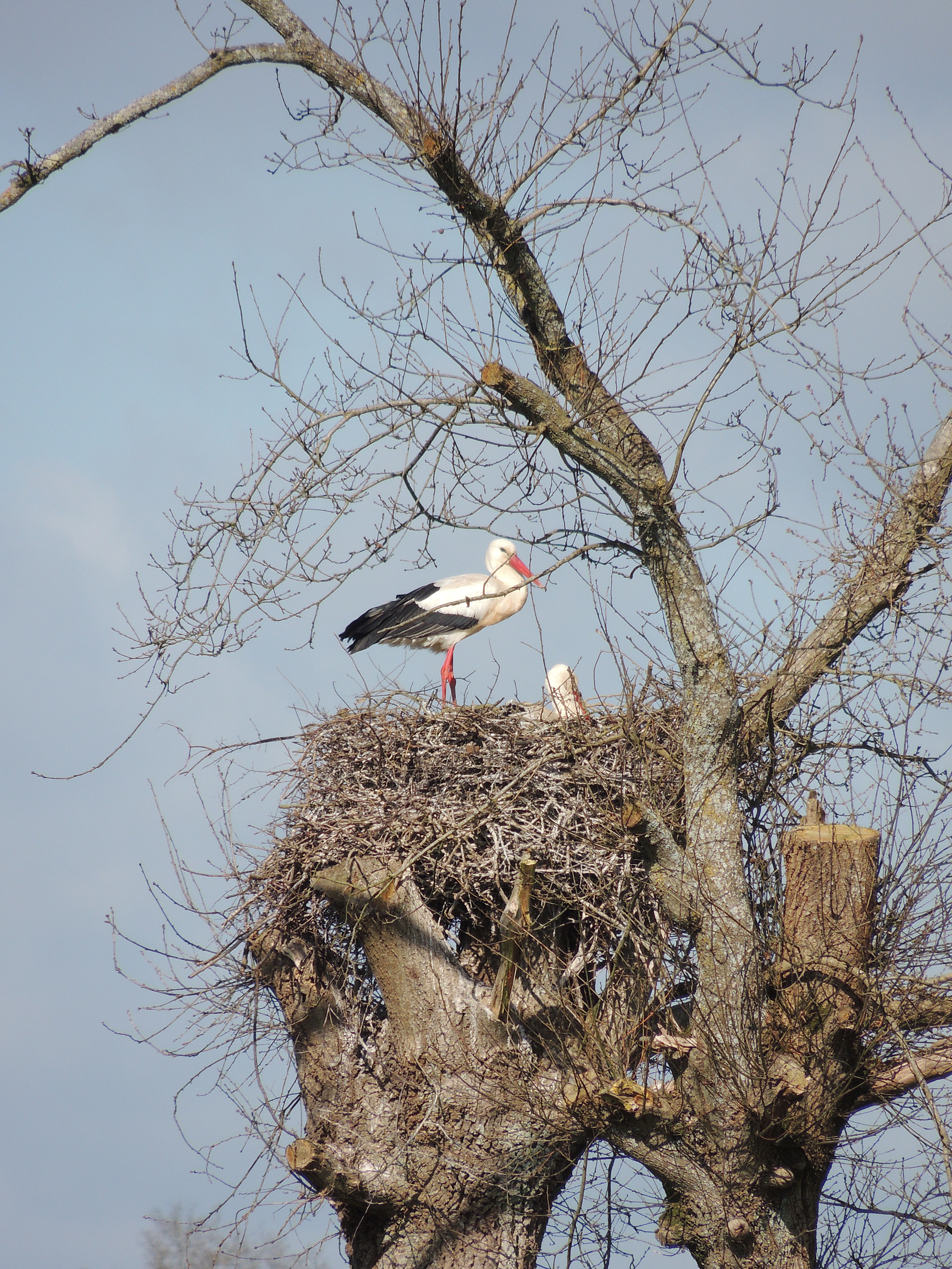 Saint-Amand-sur-Sèvre circuit n°4 Le Bourg-Charrefait Saint-Amand-sur-Sèvre Nouvelle-Aquitaine