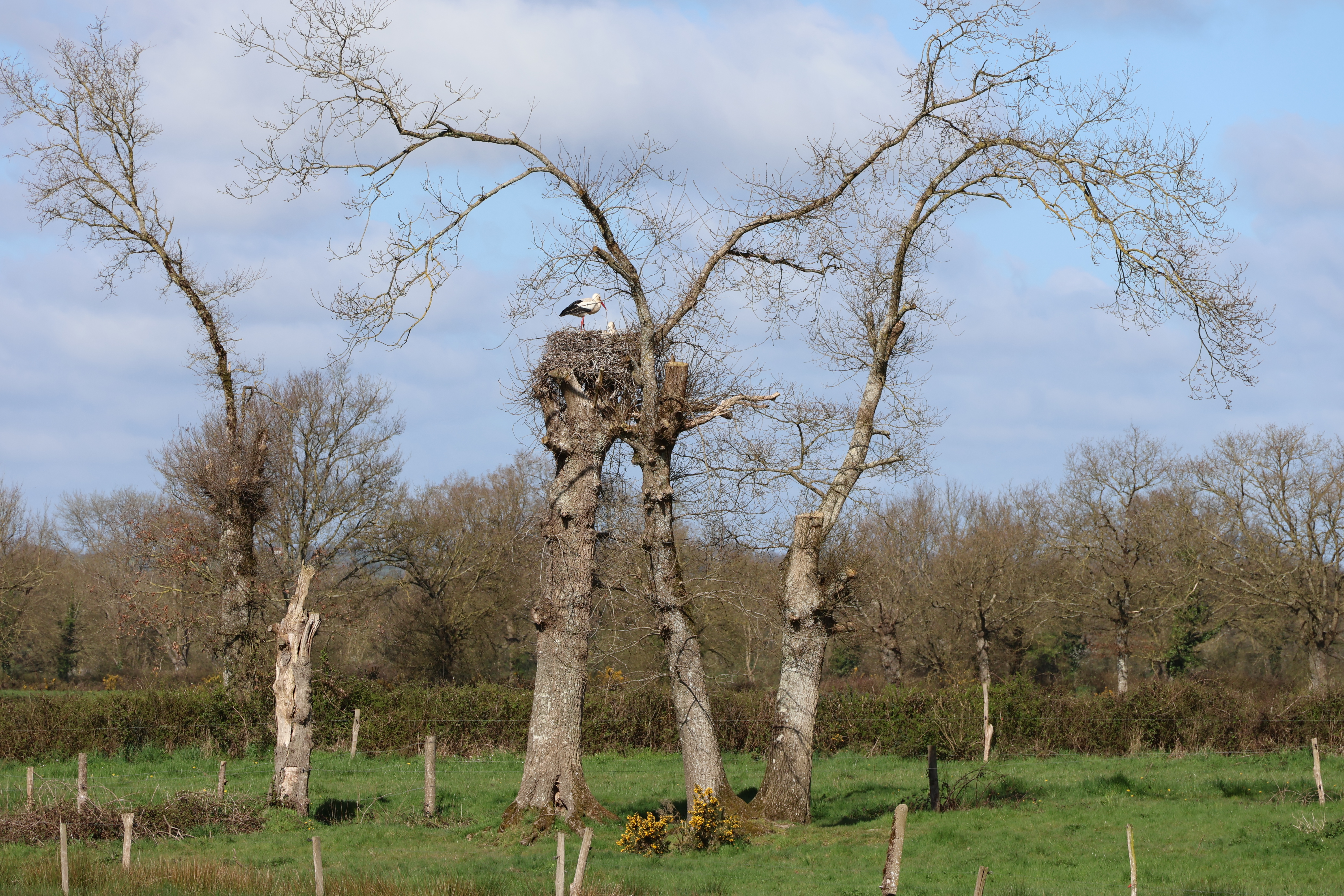 Saint-Amand-sur-Sèvre circuit n°5 Le Bourg-Bleure Rambault-Charrefait Saint-Amand-sur-Sèvre Nouvelle-Aquitaine