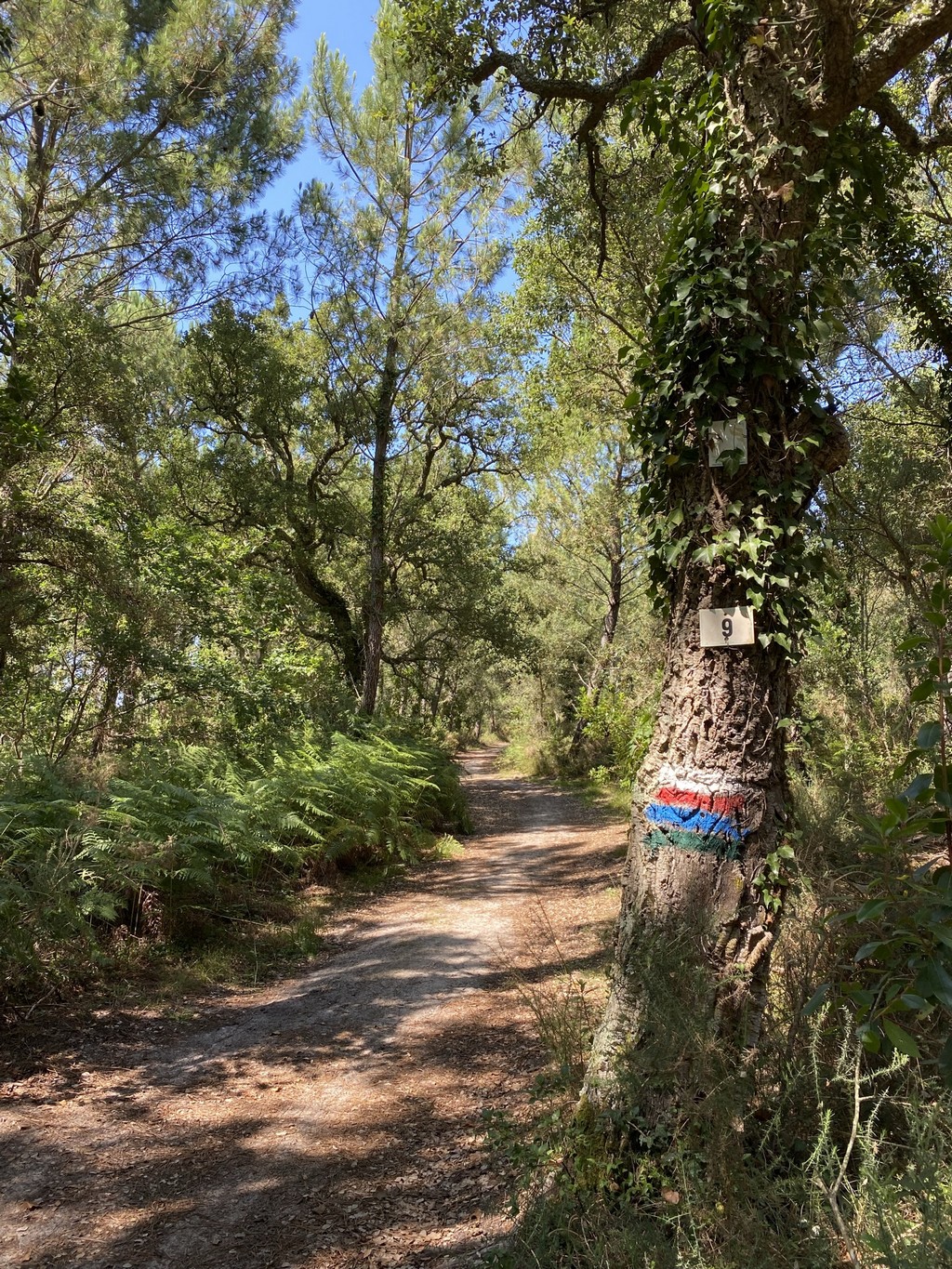 Sentier Lou coupe-came Messanges Nouvelle-Aquitaine