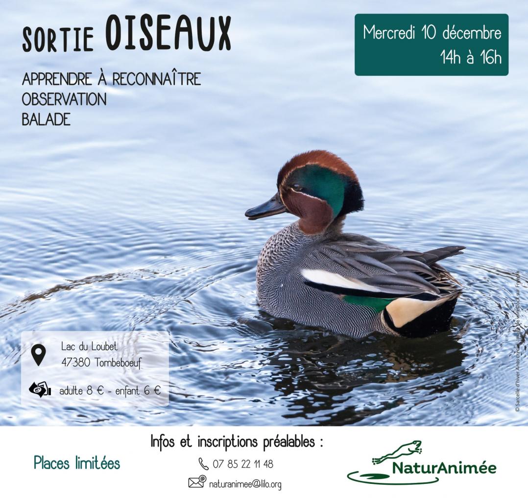 Sortie oiseaux