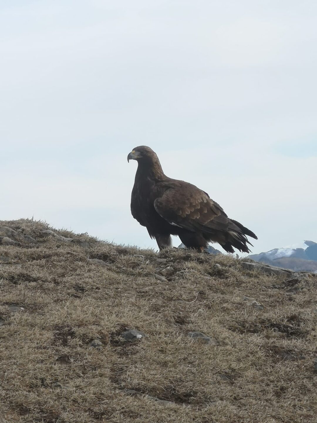 Sous les ailes des montagnes
