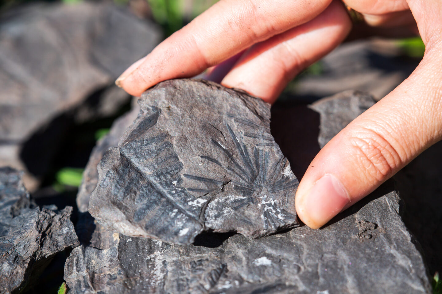 SUR LA TRACE DES FOSSILES