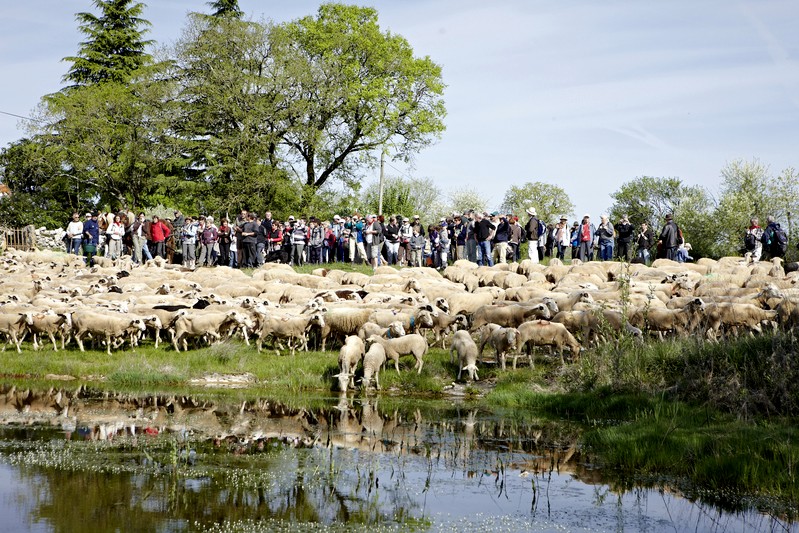 Transhumance de Rocamadour à Luzech Départ au pied de la Cité Rocamadour 2026-04-14 Transhumance de Rocamadour à Luzech