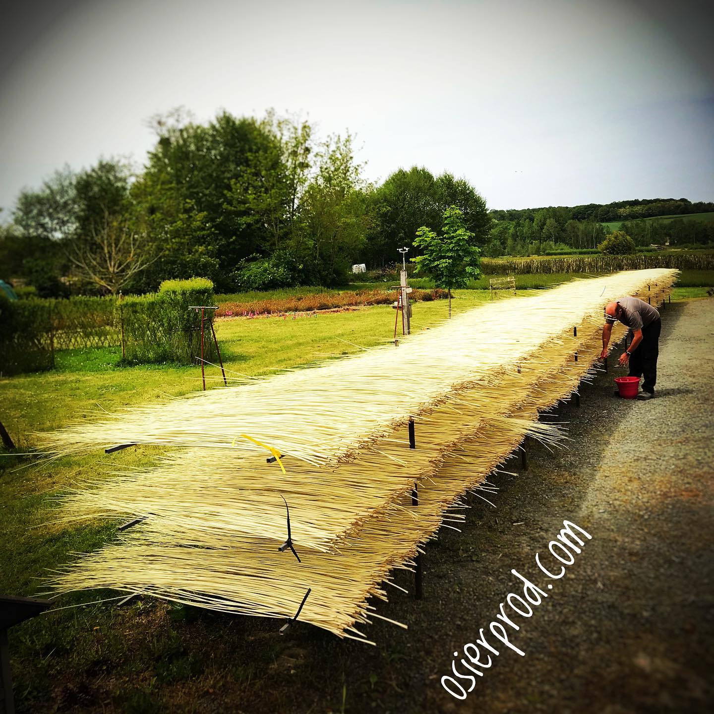 Visite d’une exploitation productrice d’osier la pèlerie 8 Route de Gué Droit Saché 2026-05-13 Visite d'une exploitation productrice d'osier la pèlerie