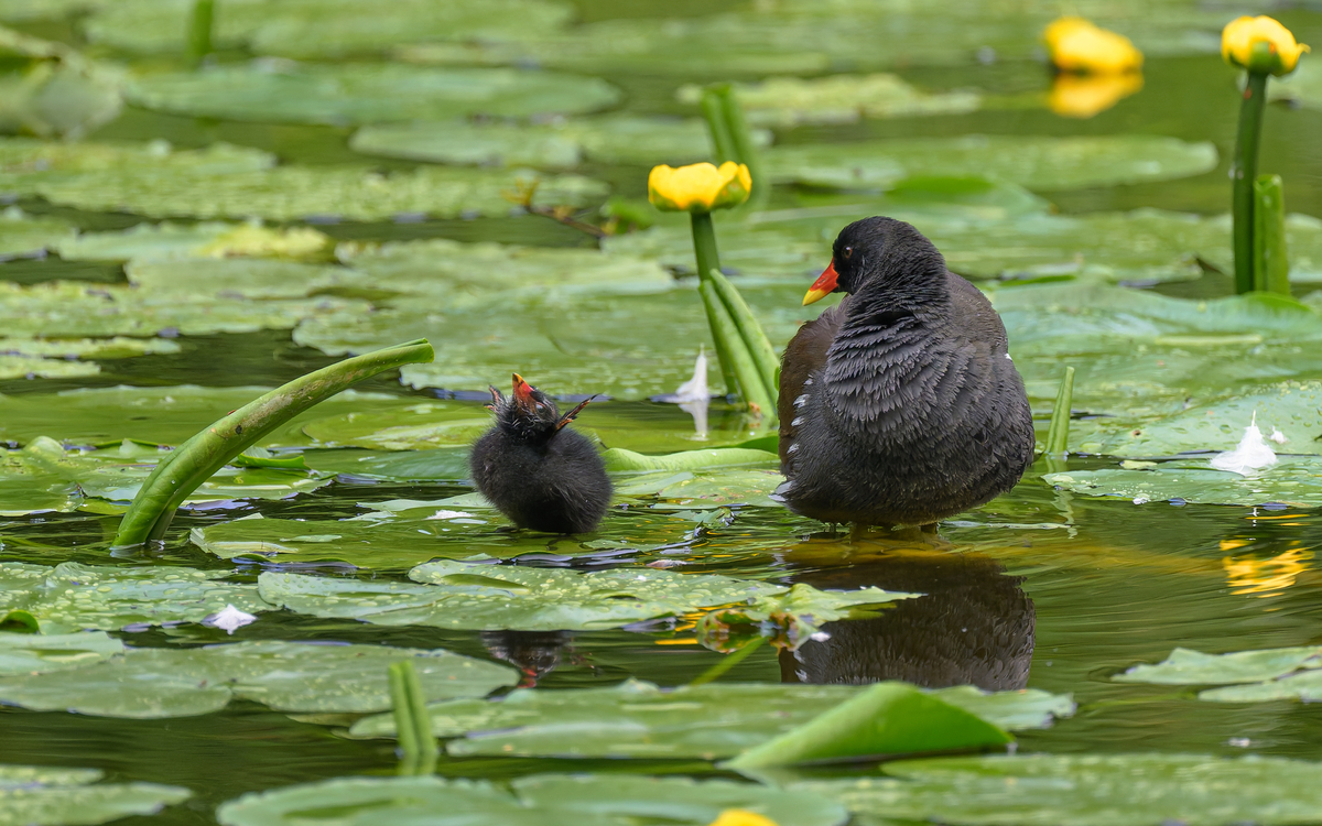 À la découverte de l’intelligence et des émotions des animaux Maison de l'animal  Paris