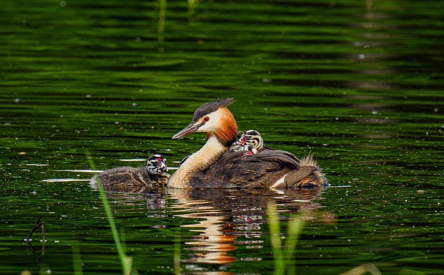 A la découverte des oiseaux chanteurs et nicheurs à l'Étang de Beaumont