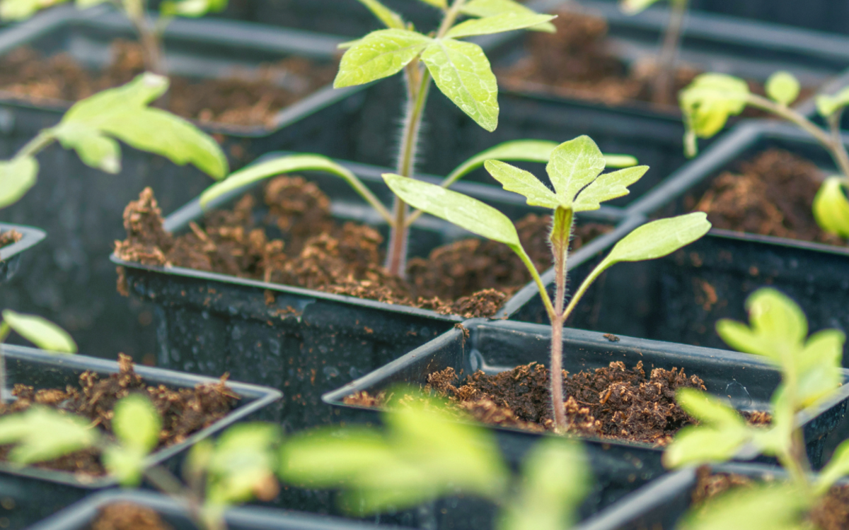 Apprends à faire tes semis ! Ressourcerie Le Plant B  Paris