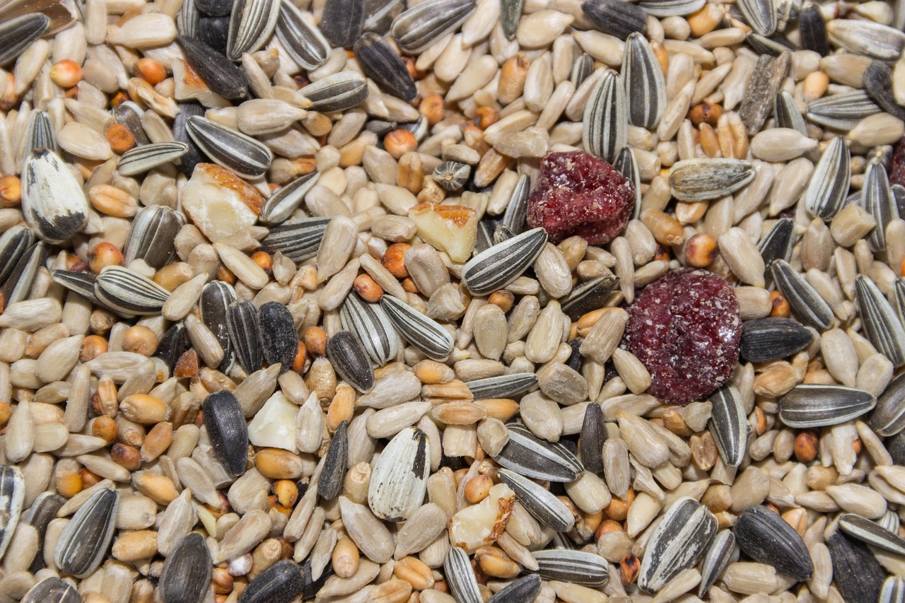 Atelier à la ferme: tableau mosaïque de graines