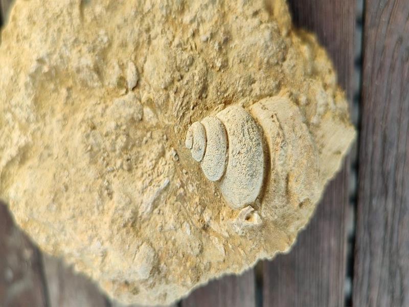 Atelier famille Dégagement et préparation de fossiles