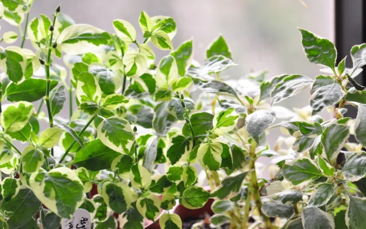 Atelier jardinage à Buffon Bibliothèque Buffon  Paris