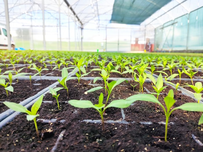 Atelier Semis de la graine à la vie