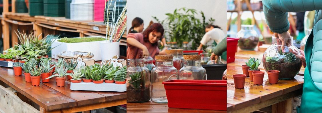 Atelier Terrarium Mini-Forêt littorale en bocal