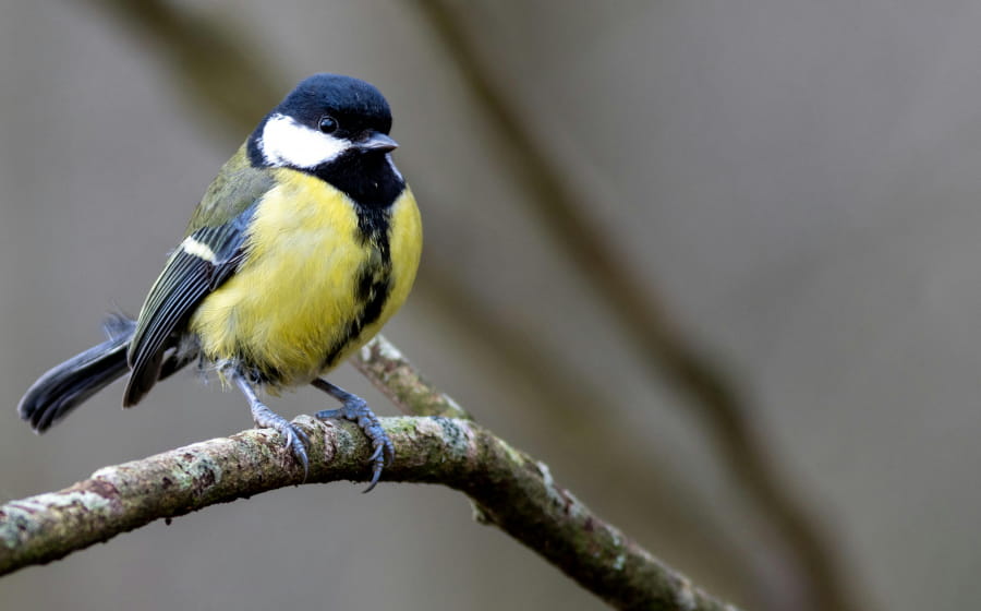 Au chant des oiseaux