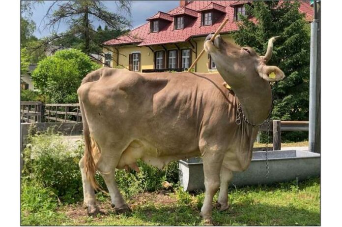 vache balai