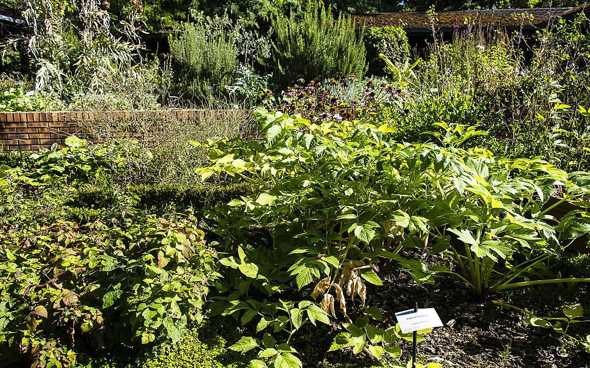 Balade botanique : plantes sauvages