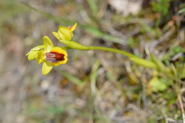 Balade commentée de la Lande de la Borie à la recherche des Orchidées de La Rouquette