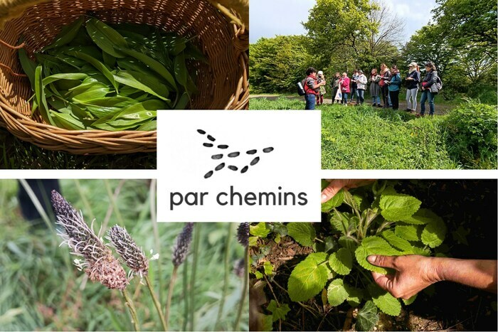 Balade découverte des plantes sauvages comestibles Vallée de la Chézine