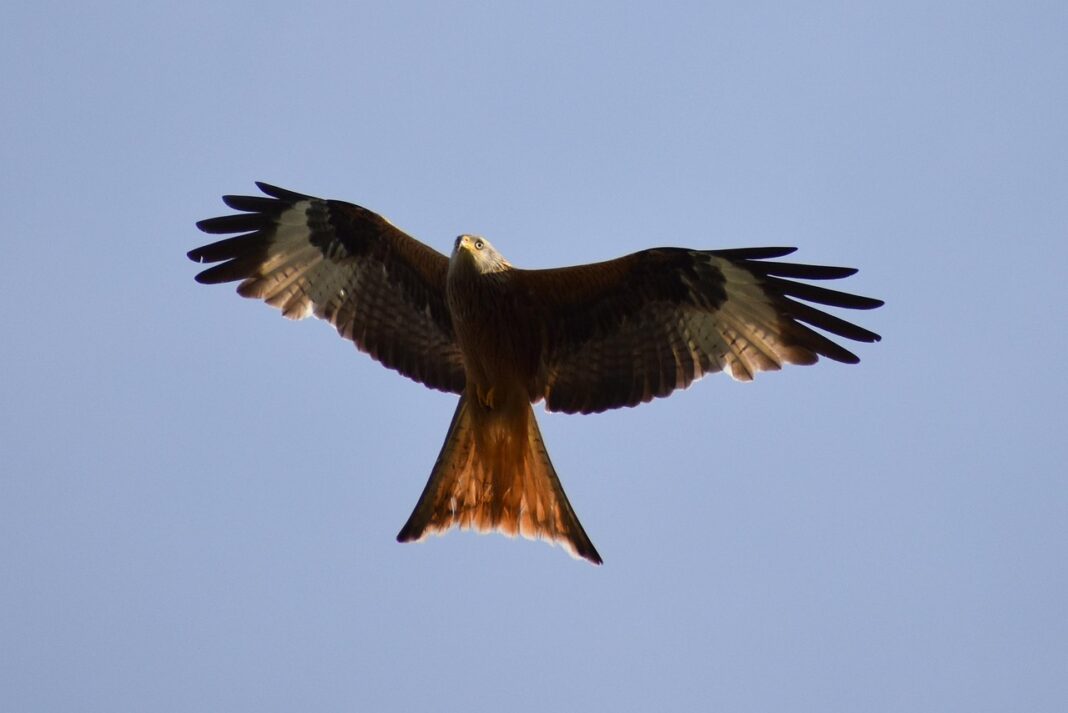 BALADE NATURALISTE DÉCOUVERTE DES RAPACES ET PLANTES COMESTIBLES D901 (Cubières) Cubières