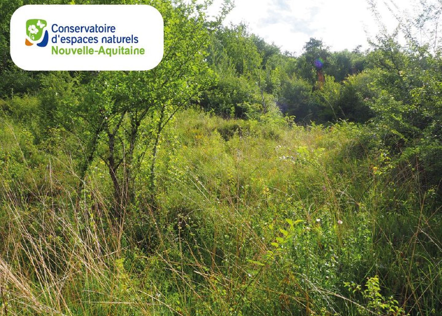 Chantier de restauration d'une pelouse sèche à orchidées
