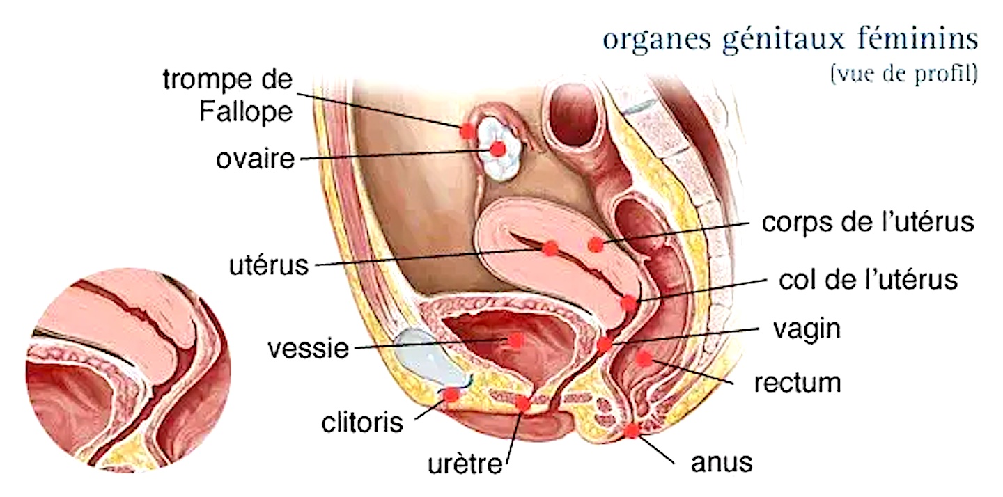 orgasme cervical baiser col uterus