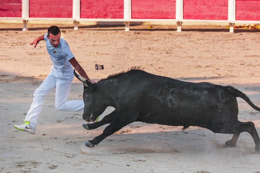 Concours de raseteurs Place des Arènes Soustons