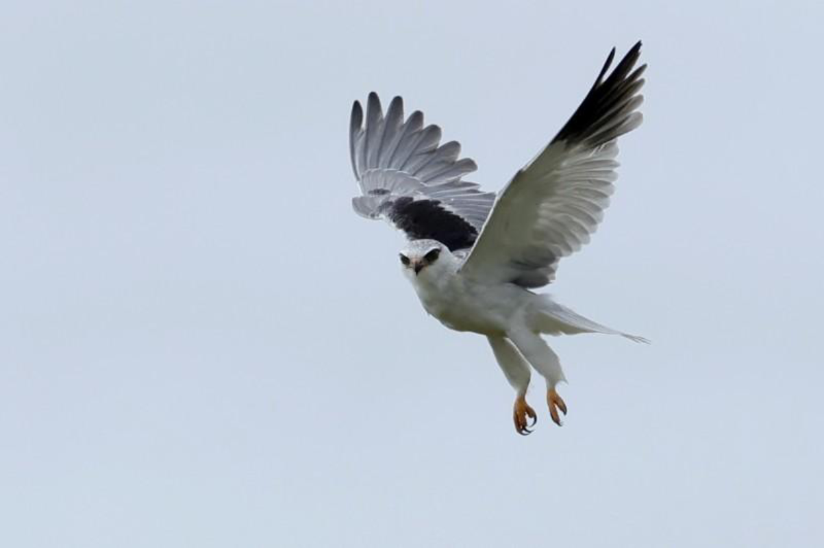 Conférence Elanions blancs