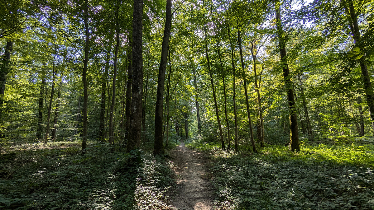 Conférence historique à Laon L’évolution des milieux forestiers du sud de la Picardie (XIIIe-XIXe siècle). Approches en écologie historique.