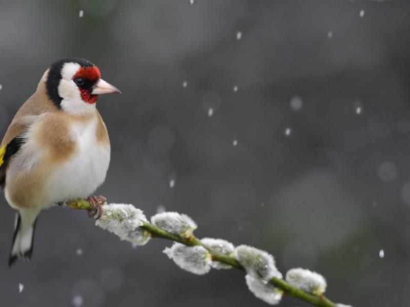 Conférence Oiseaux de nos jardins