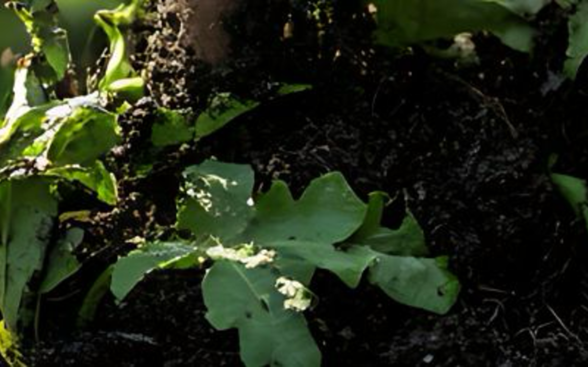 Conférence sur la pauvreté des sols et l'impact sur notre alimentation Pavillon Indochine - Jardin d'agronomie tropicale de Paris  Nogent-sur-Marne