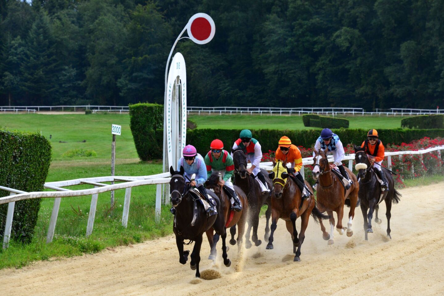 Courses hippiques tous en blanc